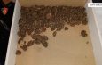 DVP Shkodër/Shiste doza kokaine dhe kanabisi, në Vaun e Dejës, arrestohet
