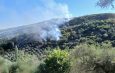 Peqin – Dogji një sipërfaqe toke dhe disa pemë ulliri, në fshatin Fatishë, identifikohet dhe procedohet penalisht