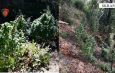 Skrapar/Finalizohet operacioni anticannabis, i koduar “Dobrenjë”
